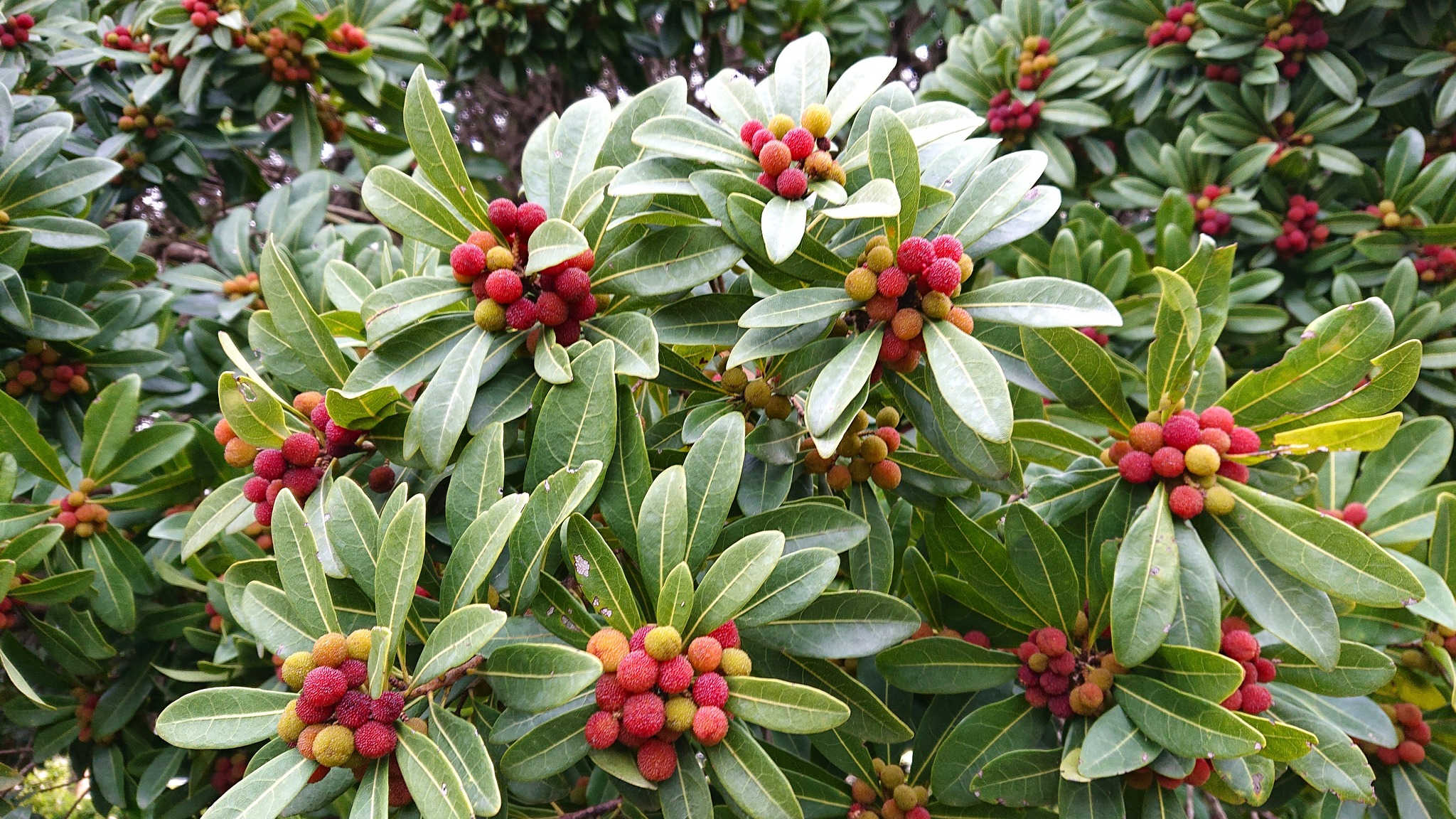 290．《ヤマモモ（山桃）》 | ニッセイ緑の財団ニュース